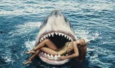 全裸鲨鱼特种部队,全裸鲨鱼特种部队的神秘征程