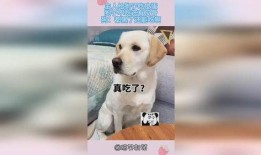 反骨小狗求贴贴,反骨小狗的甜蜜求贴贴之旅