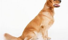 反骨小狗求贴贴,反骨小狗的甜蜜求贴贴之旅