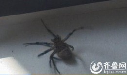 巨型蜘蛛,揭秘神秘生物的奥秘与挑战