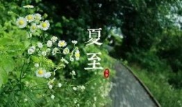 夏至末至,时光流转的季节变迁