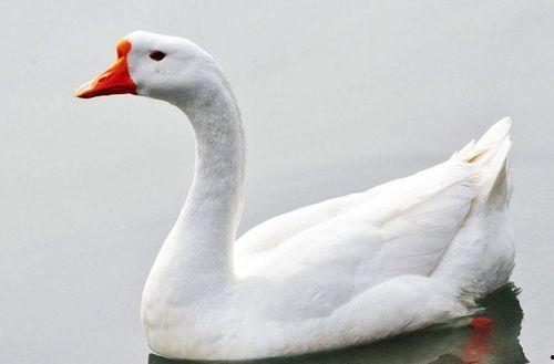 八鹅吃瓜菌会火不空娱乐,娱乐界的奇妙现象解析